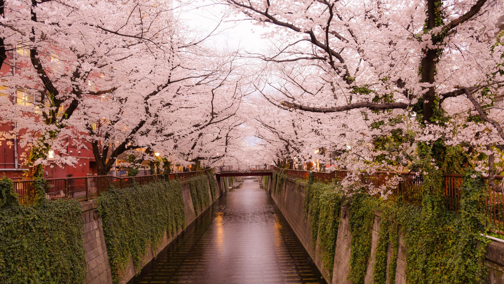 kyoto-cherry-blossom-season-japan